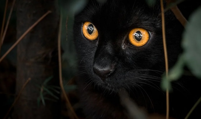Опасна ли черная кошка?